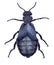 Common oil beetle or blister beetle