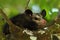 Common Opossum, Didelphis marsupialis, wild nature, Belize