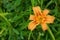 Common Orange Day Lily