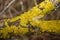 Common orange lichen, yellow scale, Xanthoria parietina