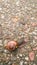 Common orange Snail woth black stripe on the stone background in the city. Vertical frame,  top view