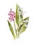Common orchid and allium ursinum flower. Wild garlic. wild cowleek, cowlic, buckrams, broad leaved garlic, or wood garlic. Antique
