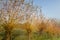 Common osier or basket willow trees salix  salix viminalis near the wine road in spielfeld