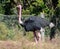 Common ostrich