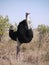 Common ostrich