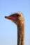 Common Ostrich bird