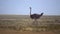 Common Ostrich Bird Walking in Meadow of African Savanna