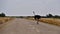 Common ostrich crossing the flickering main road between Nata and Maun in the midday heat, Botswana, Africa.