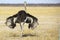 Common ostrich in Etosha National Park