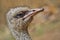 Common Ostrich Face Portrait, South Africa