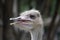 Common Ostrich Female Head.