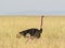 Common Ostrich in the Kenyan savannah