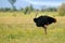 Common ostrich, Struthio camelus, big bird feeding green grass in savannah, Kruger NP, South Africa. Ostrich in nature habitat,