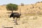 Common Ostrich Struthio camelus male and female,  Kalahari, Northern Cape, South Africa