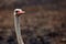 The common ostrich Struthio camelus, or simply ostrich. Male portrait witk dark background