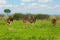 common ostrich (Struthio camelus), or simply ostrich, in native to certain large areas of Africa, Tanzania.