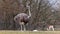 The common ostrich, Struthio camelus, or simply ostrich, is a species of large flightless birds native to Africa