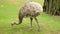 Common ostrich walking and eating the grass