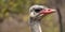 Common Ostrich, Wildlife Reserve, South Africa