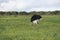 Common Ostridge, Addo Elephant National Park