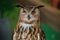 An common owl, bubo bubo, looks into the camera, squinting one eye. The bird of prey is in the zoo enclosure