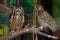 The common owl, bubo bubo, sits on a branch in the zoo enclosure and looks ahead. Behind on the right is another owl