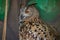 The common owl, bubo bubo, sits in the zoo enclosure and looks to the left