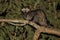 Common Palm Civet