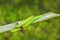 Common Palmfly Elymnias hypermnestra caterpillars