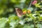 Common Palmfly Formal Name: Elymnias hypermnestra