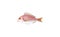 Common pandora Pagellus erythrinus fish digital drawing