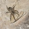 Common Pantropic Jumping Spider on a Limestone Rock