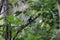 Common paradise kingfisher in Morotai Island, Indonesia