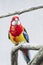 Common Parakeet perched on a branch