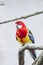 Common Parakeet perched on a branch