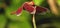 Common Parasol (Neurothemis Fluctuans) on The Leaves