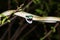 Common Parrot snake at night on the tree