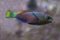 The Common parrotfish Scarus psittacus.