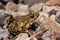 Common parsley frog, Pelodytes punctatus, in the ground