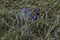 Common pasque flower (pulsatilla vulgaris), earliest flowers with hair