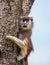 Common patas monkey Erythrocebus patas is sitting on a tree. Murchisons folls national park. AfriÑa. Uganda