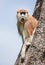 Common patas monkey Erythrocebus patas is sitting on a tree. Murchisons folls national park. AfriÑa. Uganda