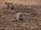 common patas monkey family