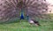 The common peacock or blue peacock also known as the Indian peacock is a bird belonging to the Fasianid family. Originally from th
