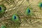 Common Peacock, pavo cristatus, Male, Close up of Feathers