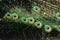 Common Peacock, pavo cristatus, Male, Close up of Feathers