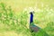 Common Peafowl