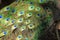 Common Peafowl tail feathers close-up