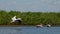 Common pelican in Danube Delta