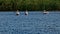Common pelican in Danube Delta